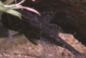 Bristle Nose Catfish
