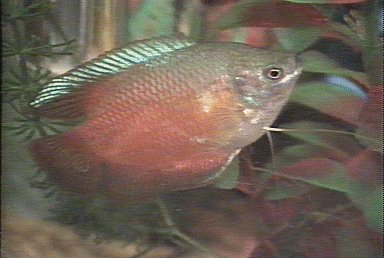 Dwarf Gourami