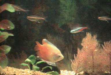 Gourami and Tetras