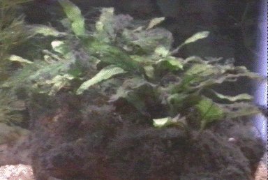 Java Fern