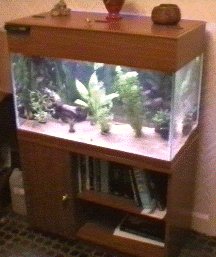 Main Tank 36 Gallon