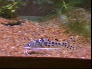 Panther Catfish
