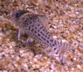 Mr Schwartz's Catfish