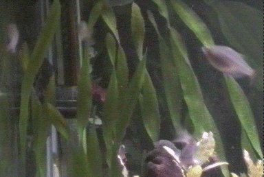 Twisted Vallisneria